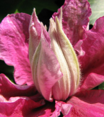 Clematis14.06.06_037.jpg
