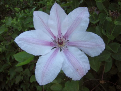 Clematis_Hybride_welche_1_09911.jpg