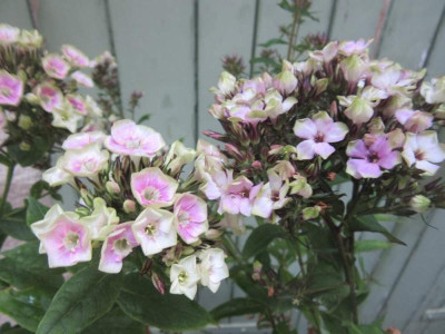 Phlox BandB MGreen.jpg
