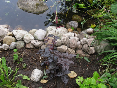 Chocolate Shogun 2 (Kopie).jpg