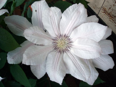 DSC02117a.JPG