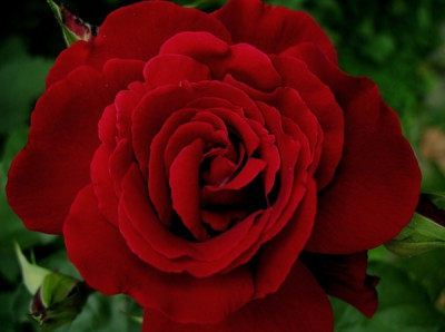 new_Le_Rouge_Et_Le_Noir_06.1.jpg