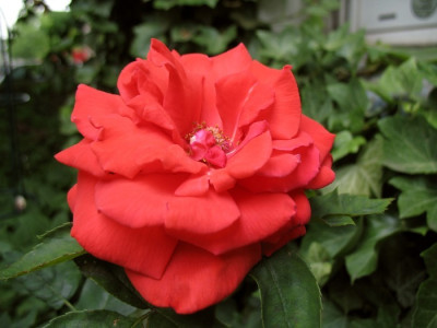 new_Rose_xyz.jpg