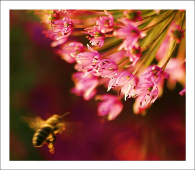 Allium_Biene_1_09-06-2006.jpg