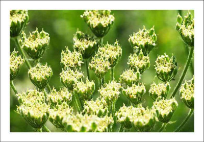 Wiesenkerbel_1_11-06-2006.jpg