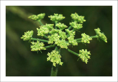 Wiesenkerbel__1_10-06-2006.jpg