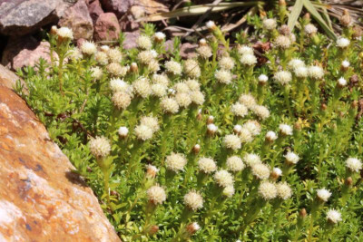 Raoulia glabra.JPG