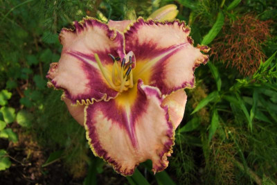 2015_0726TaglilienNachlese0010.jpg