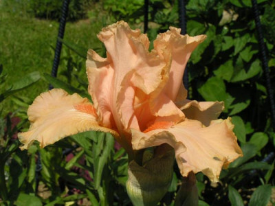 Buisson_de_Roses.jpg