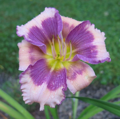 Lavender Cream Cascades.JPG