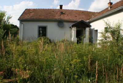 Pastinaken.jpg