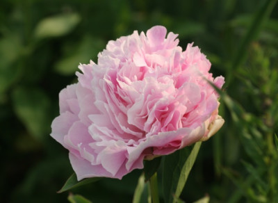 paeonia_dresden_pink_3588.jpg
