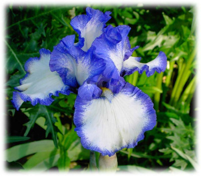 Iris_Classic_Look.jpg