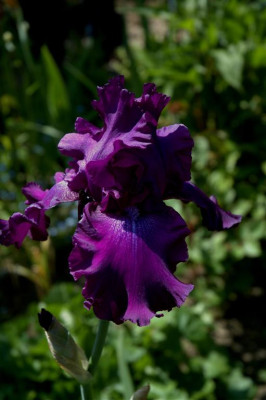 A0243a_Large.JPG
