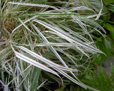 14.6.06._Arrhenatherum_elatius__ssp._bulbosum_Variegatum_025.JPG