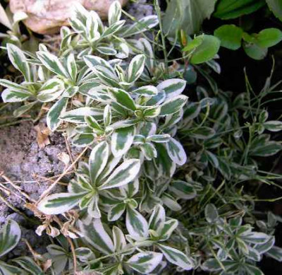 14.6.06._Arabis_procumbens_Variegata_023.JPG