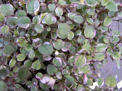 14.6.06._Fuchsia_procumbens_Variegata__045.JPG