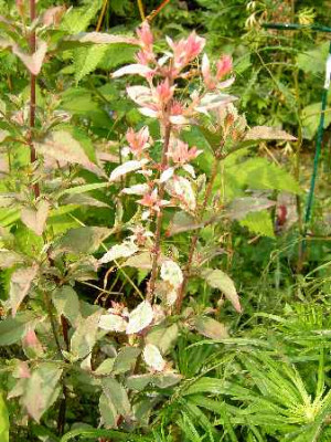 14.6.06._Fuchsia_magellanica_Variegata_041.JPG