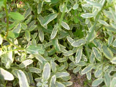 14.6.06._Euphorbia_polichroma_Variegata_042.JPG