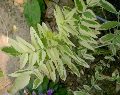 14.6.06._Galega_officinalis_Coconut_Ice__037.JPG