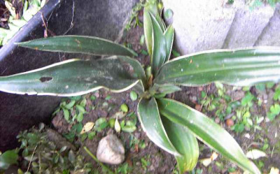 14.6.06._Rohdea_japonica_Variegata_021.JPG