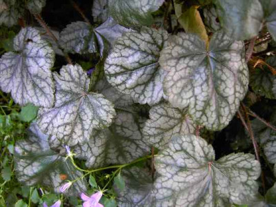 14.6.06._Heuchera_Silver_Indian_018.JPG