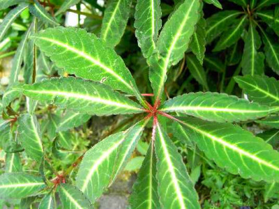 14.6.06._Impatiens_omeiana__046.JPG