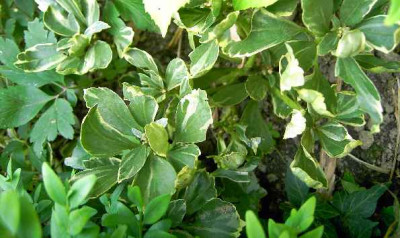 14.6.06._Pachysandra_terminalis_Variegata_049.JPG