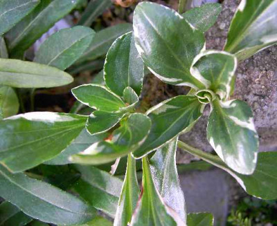 14.6.06._Veronica_gentianoides_Variegata_034.JPG