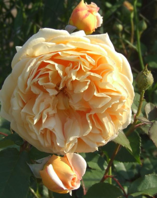 2006-06-14_crown_princess_margareta_02.jpg