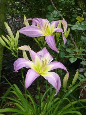 Berlblauerchiffonschal.jpg