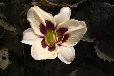 2015_0726TaglilienDrittedie0005.JPG