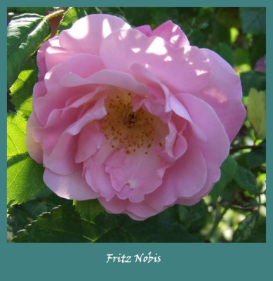 2006-06-14_fritz_nobis.jpg