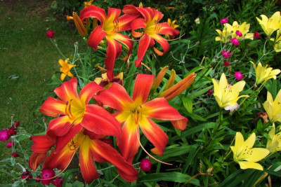 2015_0726TaglilienDrittedie0017.jpg