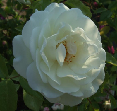 DSCF2390.jpg