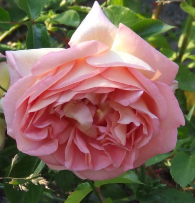 DSCF2438.jpg