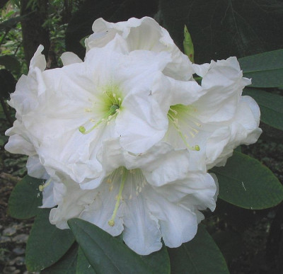 Rhododendron_decorum_2006.jpg