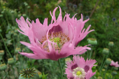 2015_0727TaglilienVierte0084.JPG