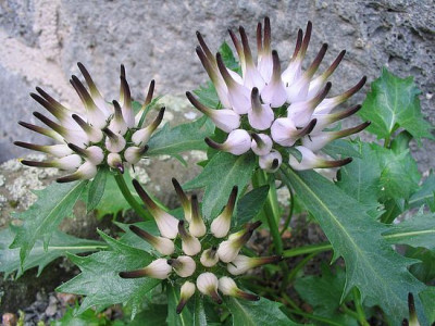 Physoplexis_comosa_fars.jpg