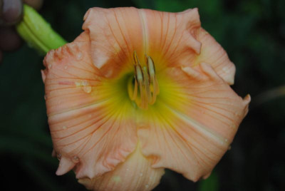 bella b 122.jpg