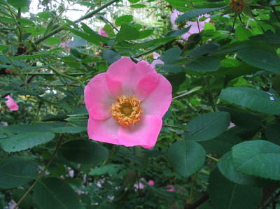 Rosa_holodonta_2006.jpg