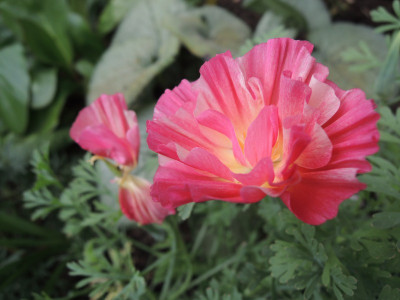 Escholzia.JPG