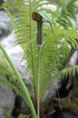 A._ciliatum2.JPG