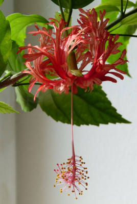 2015-07-27 Hibiscus schizopetalus.jpg