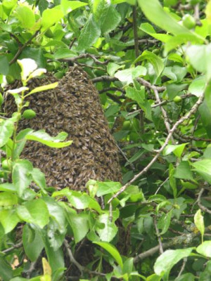 bienenschwarm.jpg