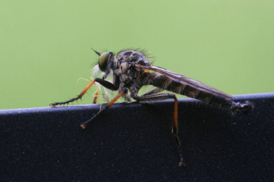 Machimus-Juni-01.jpg
