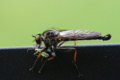Machimus-Juni-02.jpg