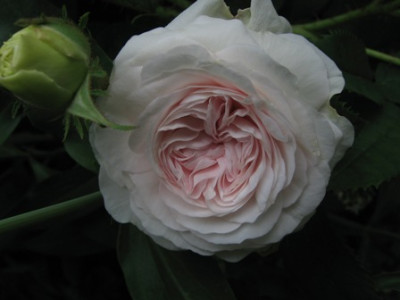 Felicite_Parmentier_1.jpg