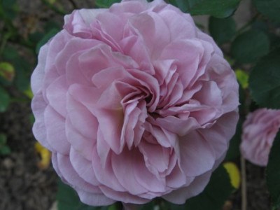 Florance_Delatre.jpg