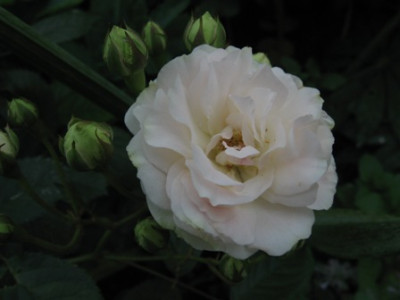 Marie_Jeanne_1.jpg